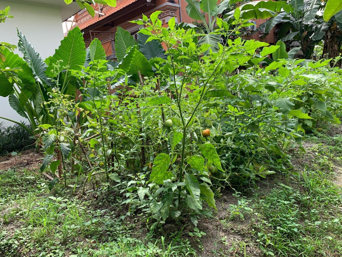 Wonder-Land Villa Ubud Eksteriør billede