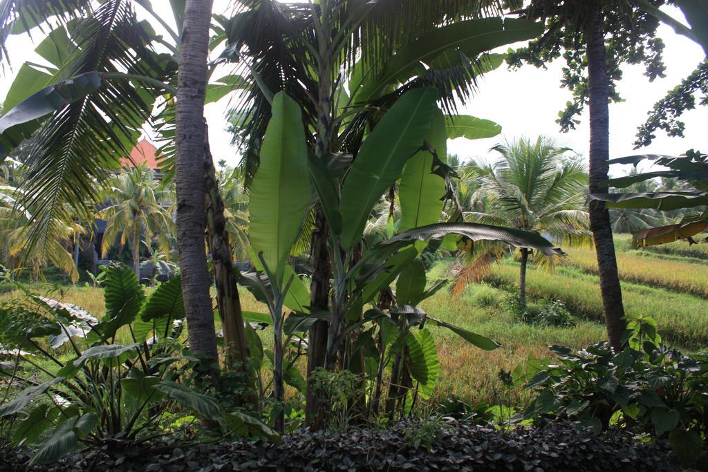 Wonder-Land Villa Ubud Eksteriør billede